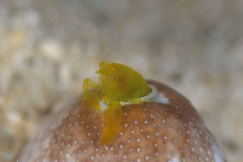 Periclimenaeus storchi