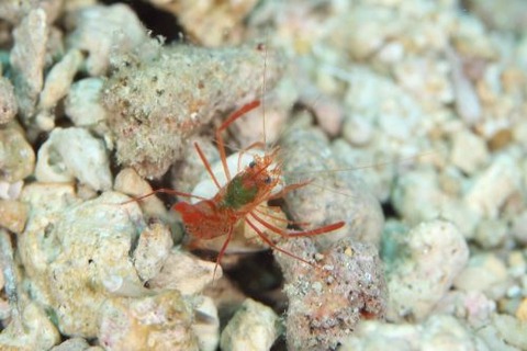 スベスベオトヒメエビ属の1種