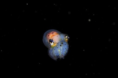 刺激的な水中生物