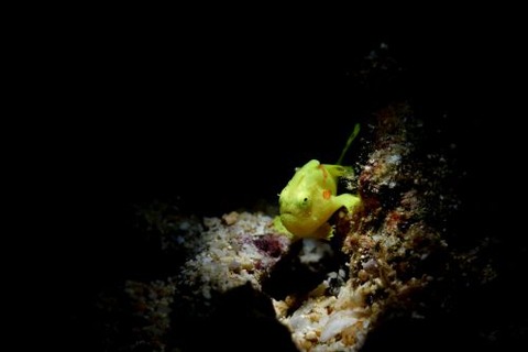 イロカエルアンコウ