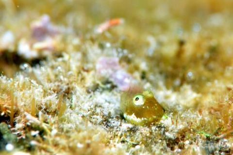 シシマイギンポ