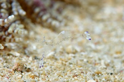 ニセアカホシカクレエビ