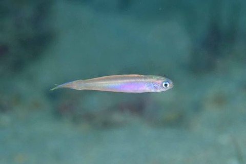 カグヤヒメハゼ