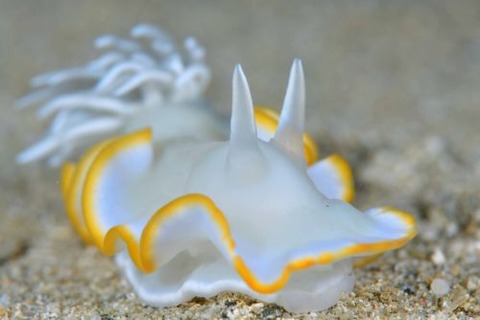 メレンゲウミウシ