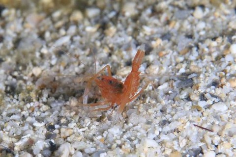 ユウギリスベスベオトヒメエビ