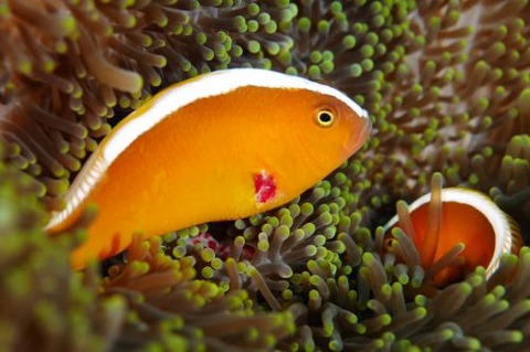 セジロクマノミ