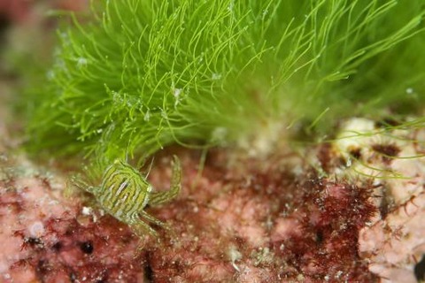 マルトサカガザミ