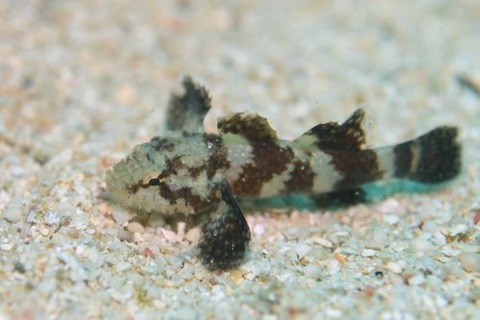 オキナワハゼ属の1種