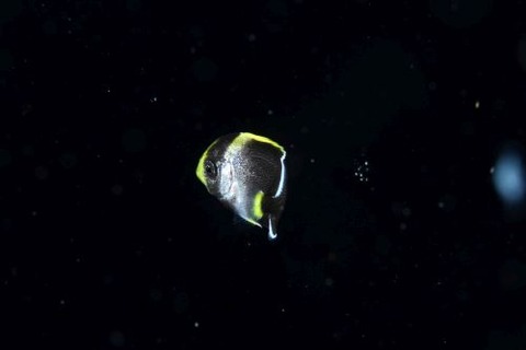 刺激的な水中生物