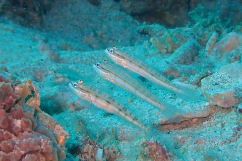 ヒメクロイトハゼ