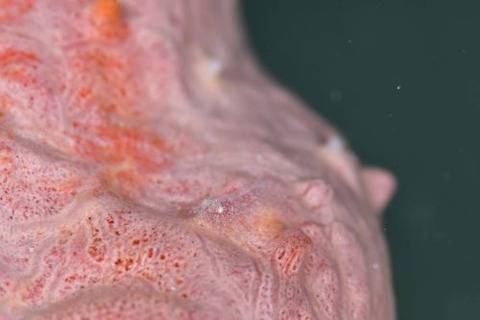 ヂェラストカリス・パロンアェ