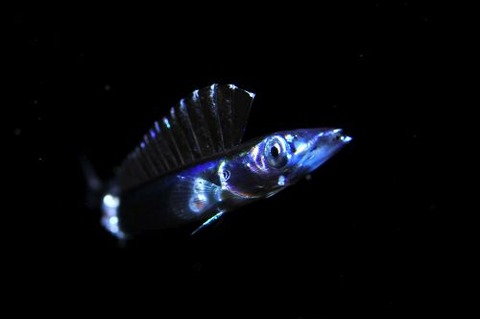 刺激的な水中生物