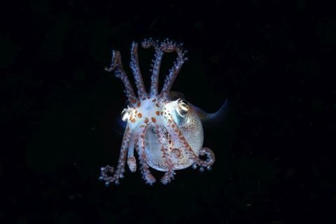 刺激的な水中生物