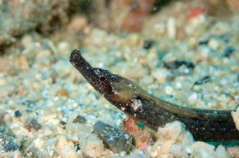 ヨウジウオ科の1種