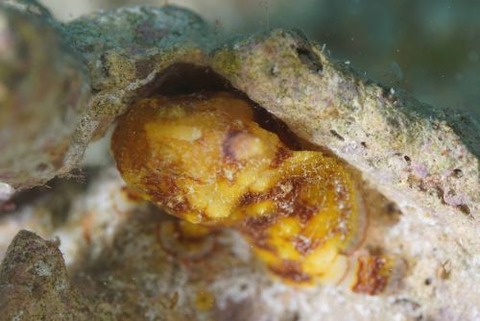 カエルアンコウモドキ