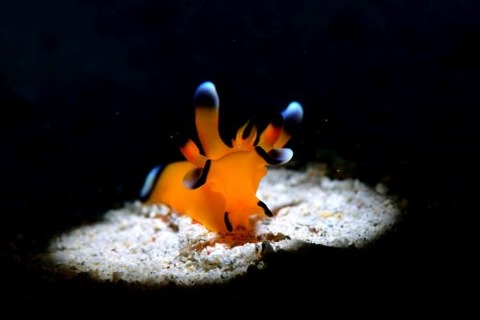 ウデフリツノザヤウミウシ