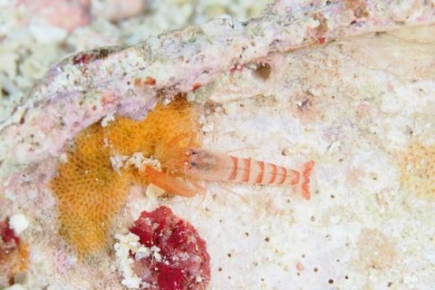 テッポウエビ科の1種