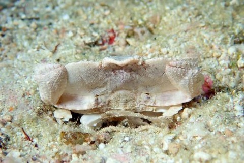 ヒメメンコヒシガニ