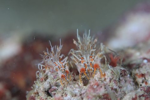 トゲツノメエビ