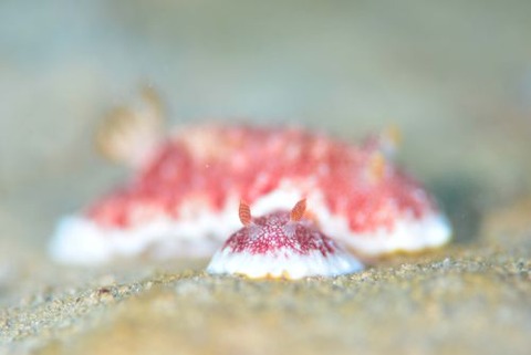 チリメンウミウシ