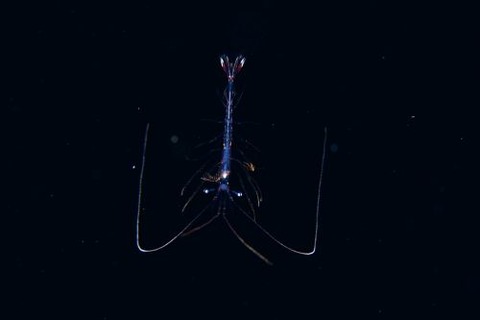 刺激的な水中生物