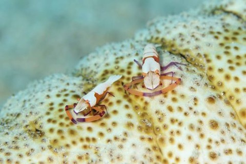 ウミウシカクレエビ