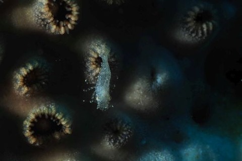 カクレモエビ属の1種