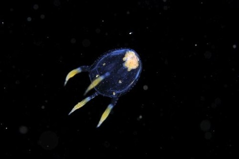 刺激的な水中生物