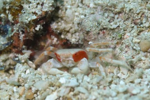 ケブカガニ科の1種