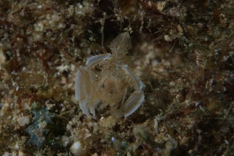 サンゴヒメエビ