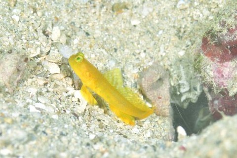 フタホシタカノハハゼ