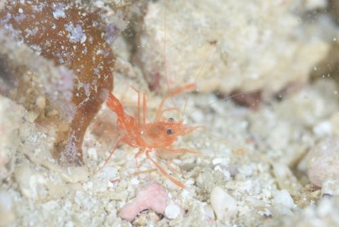 スベスベオトヒメエビ属の1種