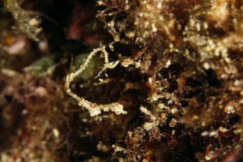 キオネミクティス・ルメンガニィ