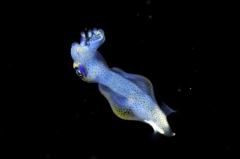 刺激的な水中生物