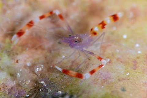 バイオレットボクサーシュリンプ