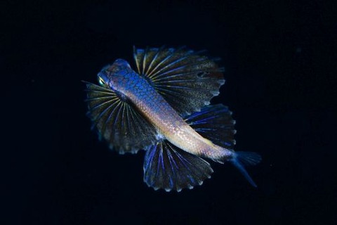 刺激的な水中生物