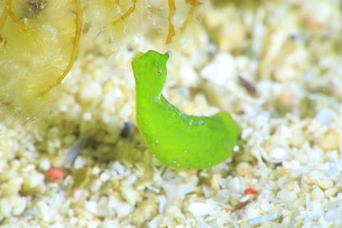 ウチワミドリガイ