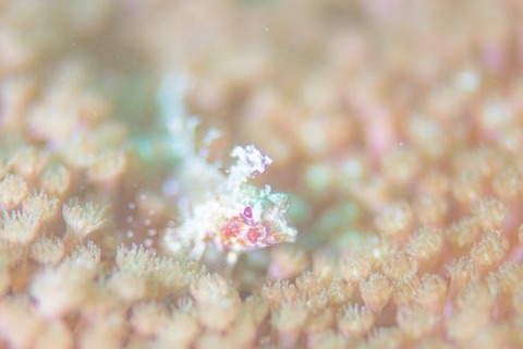 セグロヘビギンポ