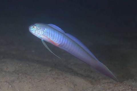 ブルーバードリボンゴビー