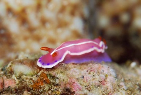 シロタスキウミウシ