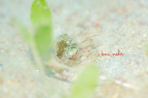 Haptosquilla tuberosa