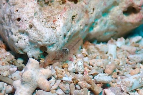 テッポウエビ科の1種