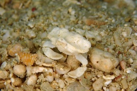 コブシガニ科の1種