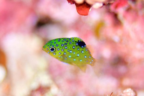 ルリホシスズメダイ