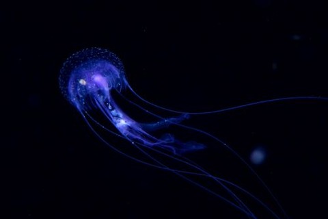 刺激的な水中生物