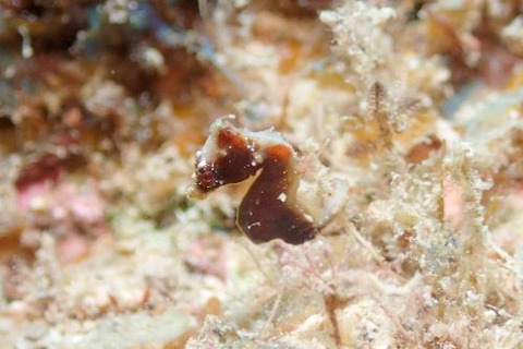 Hippocampus severnsi