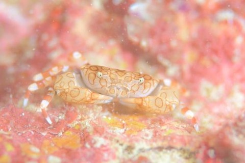 オウギガニ科の1種