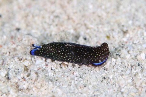 アミメキセワタ