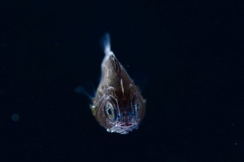 刺激的な水中生物