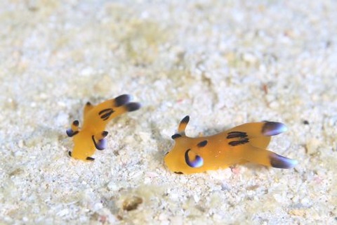 ウデフリツノザヤウミウシ